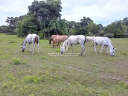 Fazenda/Sítios/Chácaras no bairro rural, em Poconé | Eu Corretor