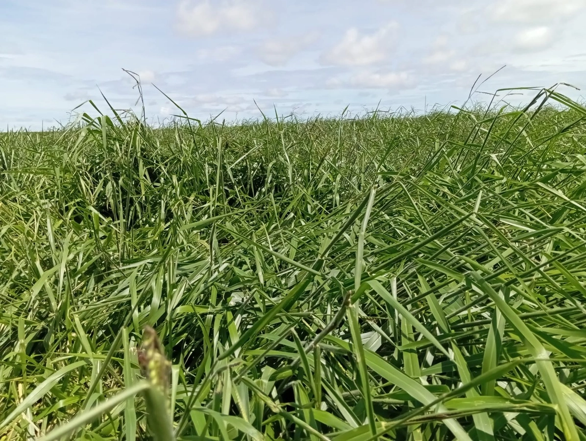 Fazenda/Sítios/Chácaras no bairro 1.082 ha, em Chapada Gaúcha | Eu Corretor